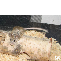 گونه همستر دم‌ دراز فشمی  Calomyscus grandis